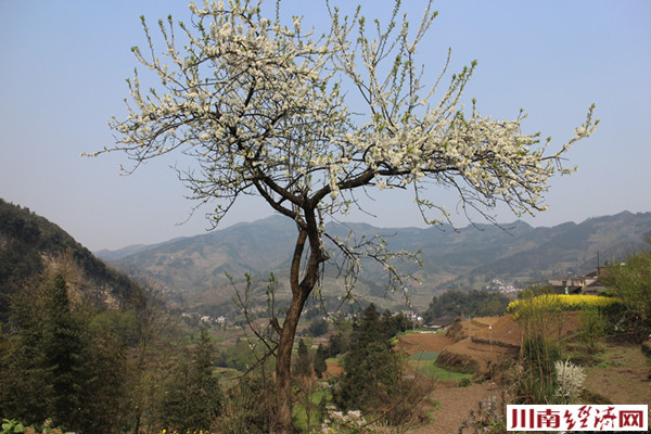 泸州：叙永石桩村 当代“桃花源”(图8)