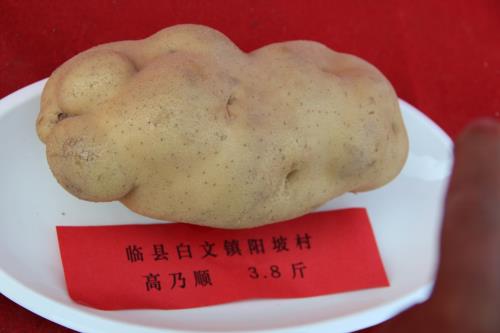 状元薯10月26日,中国薯网 马铃薯科技种植惠万家活动暨临县首届2016