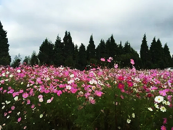 四川卓玛花项目发布会在希达资本成都总部举行(图7)