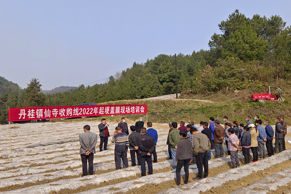 古蔺丹桂镇技术入田间 促千亩烟草增收