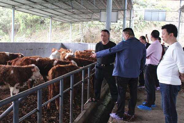 四川省老促会主任吴波一行到古蔺县石屏镇等考察肉牛产业项目