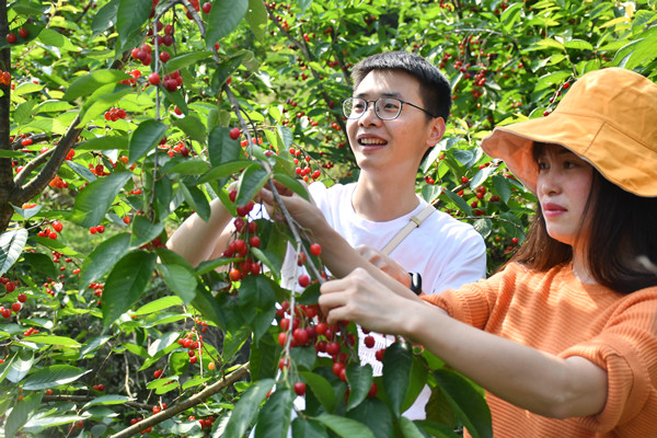 樱桃树下，不少游客正在采摘樱桃1.JPG