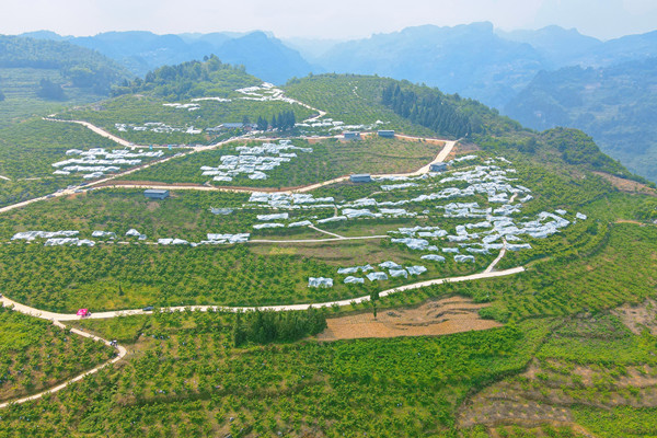 天堂村玛瑙红樱桃园基地种植樱桃面积约700余亩，亩产可达1000斤，预计总产值200余万元。.jpg