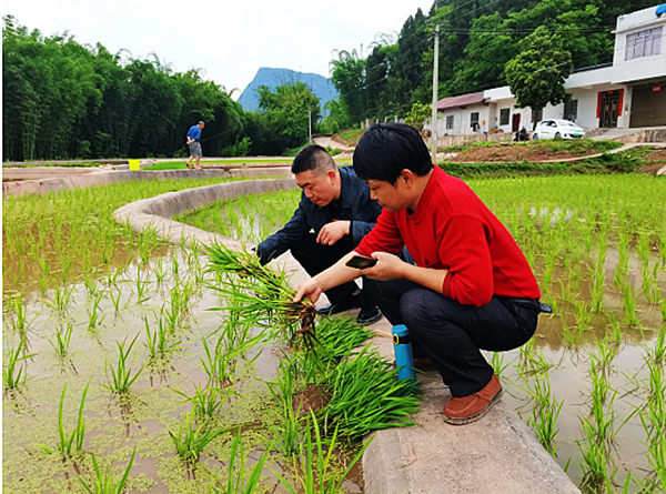 叙永县龙凤镇全力施救虫害水稻苗确保群众米袋子