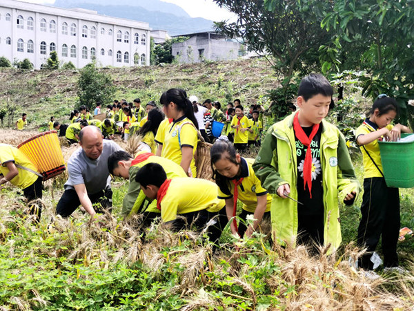 刘祖强老师指导学生割麦子2（付忠勤）.jpg