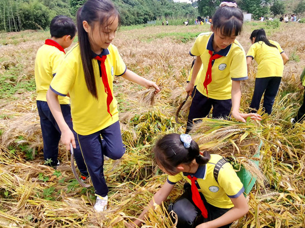 同学们收割麦子.jpg