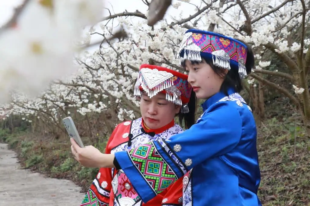 「创建天府旅游名县」古蔺：千亩樱桃花开，浪漫迎春来