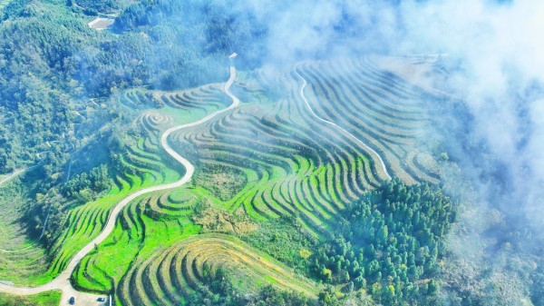 古蔺皇华马洱山惊现“世外茶源”