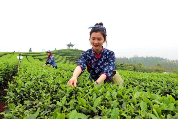 初旭：纳溪特早茶的品牌困境