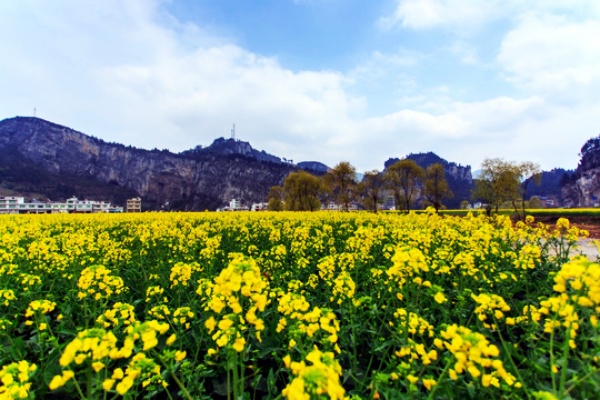 木易：山那边  菜花又黄了