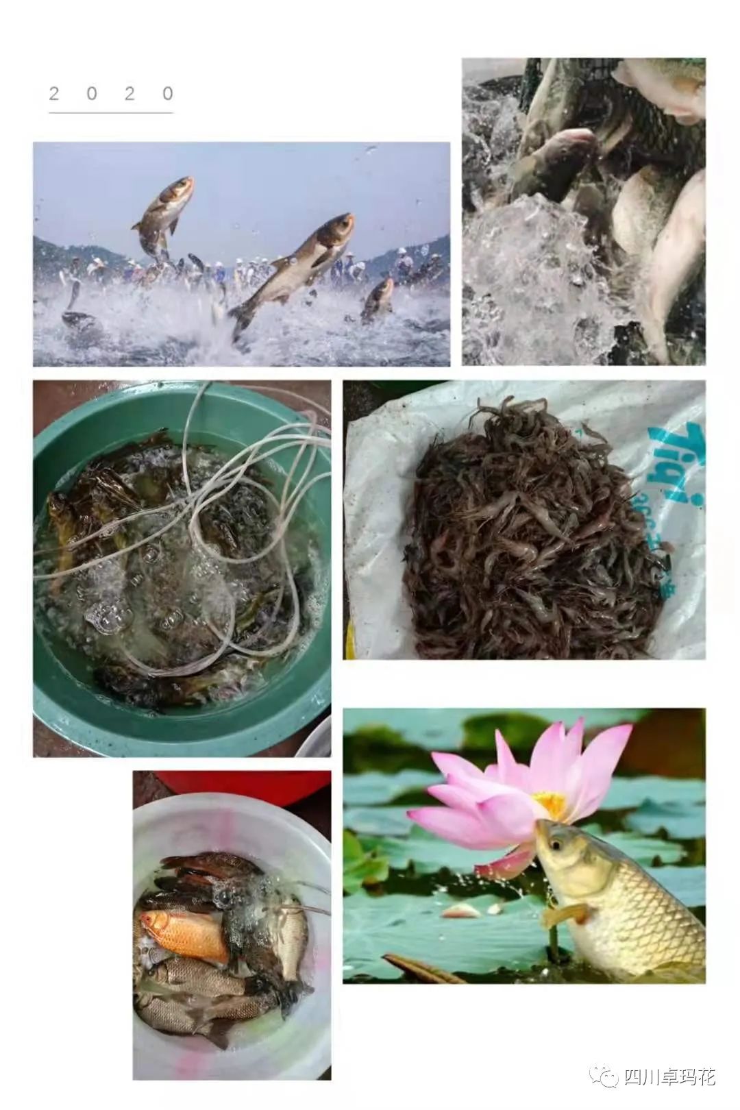 泸州:卓玛花庄园陪你度过一个不同的假期(图7) 图片