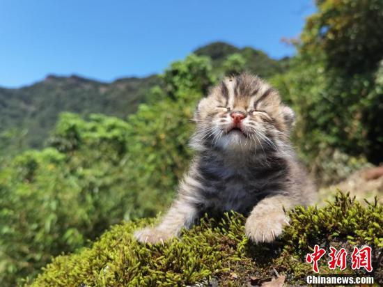  四川泸州：古蔺黄荆景区发现豹猫幼崽(图5)