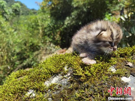  四川泸州：古蔺黄荆景区发现豹猫幼崽(图3)