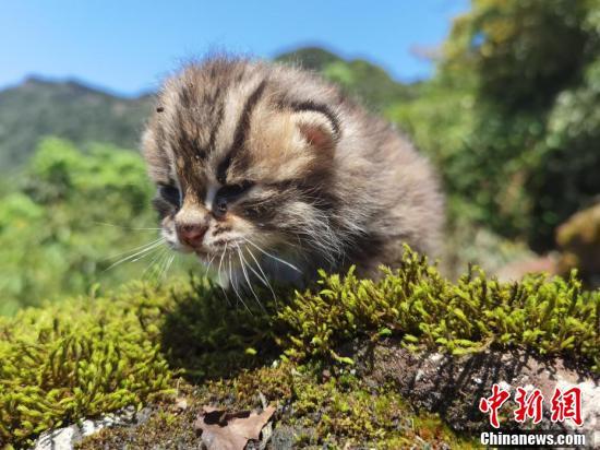  四川泸州：古蔺黄荆景区发现豹猫幼崽(图4)