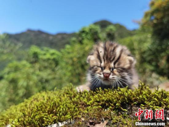  四川泸州：古蔺黄荆景区发现豹猫幼崽(图1)