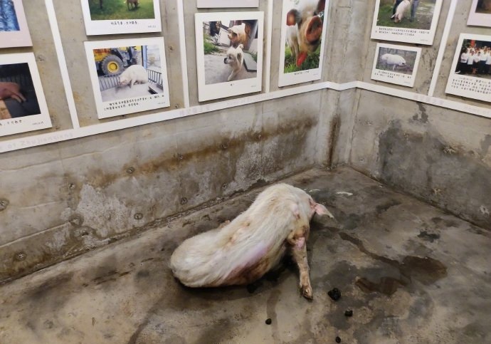 四川地震中“猪坚强”情况很糟  博物馆：会考虑安乐死