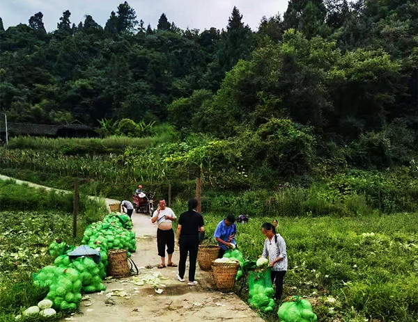 同顶一片天 贵州同客堂酒业爱心蔬菜抵达四川丹桂灾区(图3)