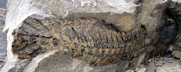 四川宜宾惊现远古化石