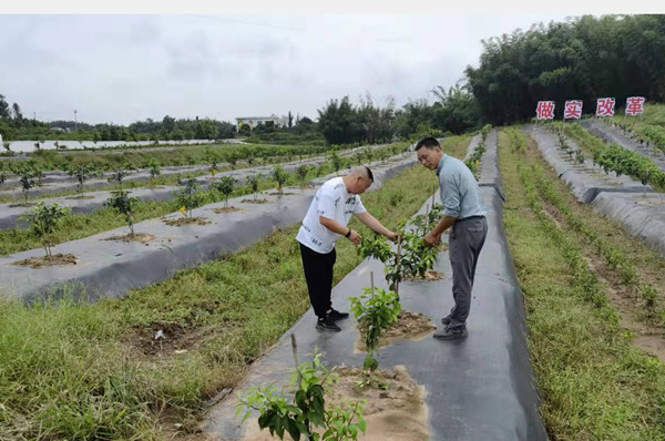 全省唯一跨县调整乡镇 下长镇发展晚熟柑橘做实两项改革“后半篇”文章(图1)