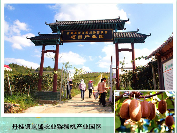 贵州客人走进古蔺丹桂镇“一日游”(图5)