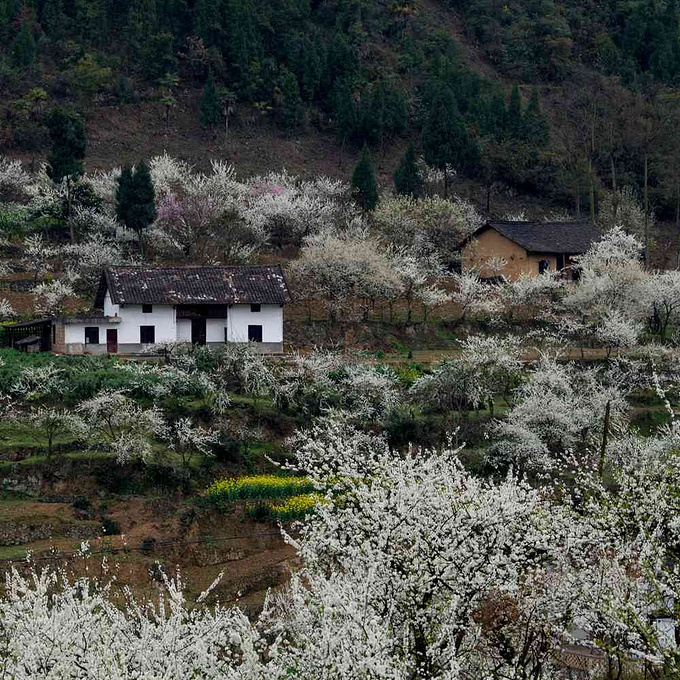 泸州四十正当红之叙永(图2) c188aa2674df6bb5.jpg_r_680x680x95_7f82c370.jpg
