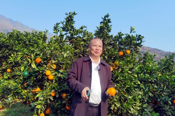 蔺州甜橙采摘季将启 马蹄镇以 “三色” 赋能产业振兴(图4) 微信图片_20251218201000_2630_12_副本.jpg