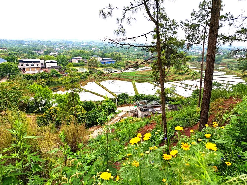 泸州文旅新地标!投资1500万,一站式田园度假新玩法!四季花海、亲子娱乐、露营烧烤…(图10) 泸州文旅新地标!投资1500万,一站式田园度假新玩法!四季花海、亲子娱乐、露营烧烤…(图10)