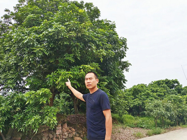 遭遇“小年” 今年泸州桂圆“身价高”(图2) 遭遇“小年” 今年泸州桂圆“身价高”(图2)